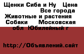 Щенки Сиба и Ну › Цена ­ 35000-85000 - Все города Животные и растения » Собаки   . Московская обл.,Юбилейный г.